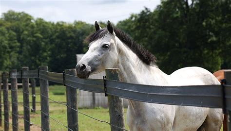 big dee|big dee horse supply.